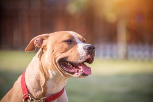 Protesta Contra la Matanza de Pitbulls en Londres desde mexico