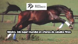 México, segundo lugar mundial en crianza de caballos finos